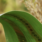 Engineers make wearable sensors for plants wearable sensors for plants