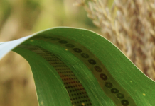 Engineers make wearable sensors for plants wearable sensors for plants