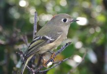 Small birds make very interesting feeders Kinglet