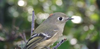 Small birds make very interesting feeders Kinglet