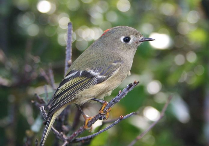 Kinglet Kinglet