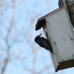 Nest box season; tips and tricks to get it right nest box