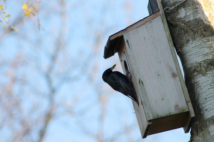 nest box nest box