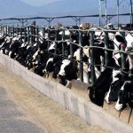 Feeding glycerol to transition dairy cows cattle feedlot
