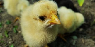 How to set up a brooder for baby chicks chicken