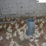 Livestock farms under scrutiny chicks on barn floor