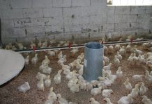 We all can help reduce antibiotic resistance chicks on barn floor