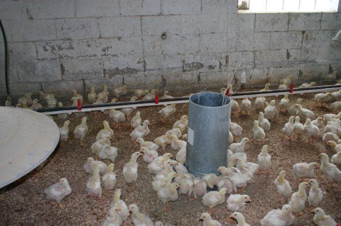 chicks on barn floor