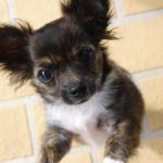 St. Thomas rescue dog finds a home with the Seabolts chihuahua