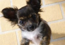 St. Thomas rescue dog finds a home with the Seabolts chihuahua