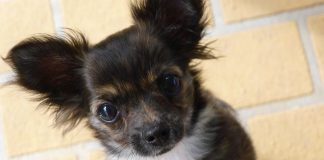 St. Thomas rescue dog finds a home with the Seabolts chihuahua