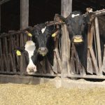 dairy cows in freestall barn