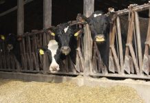 7 options for dairymen in a tight market dairy cows in freestall barn
