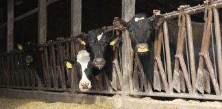 dairy cows in freestall barn
