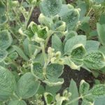 dicamba damage beans