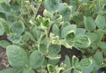 EPA changes dicamba registration to 2020 dicamba damage beans