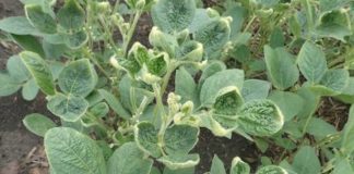 dicamba damage beans