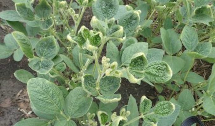 dicamba damage beans dicamba damage beans