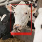 Facial recognition can help dairymen monitor herd facial recognition in dairy herd