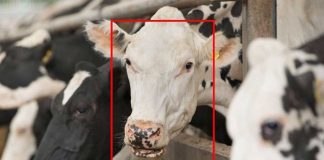 Facial recognition can help dairymen monitor herd facial recognition in dairy herd