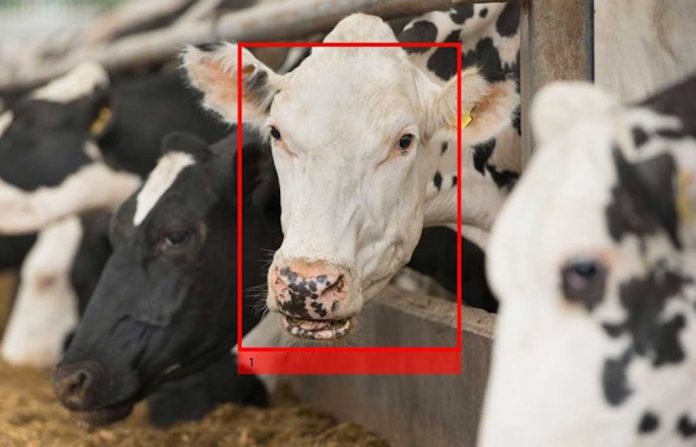 facial-recognition facial recognition in dairy herd