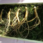Ginseng hunters reminded to note March deadline ginseng root
