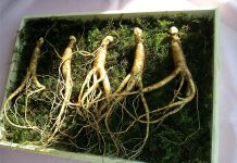 Ginseng hunters reminded to note March deadline ginseng root