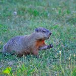 Why do groundhogs emerge on February 2 if it’s not to predict the weather? groundhog