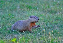 Why do groundhogs emerge on February 2 if it’s not to predict the weather? groundhog