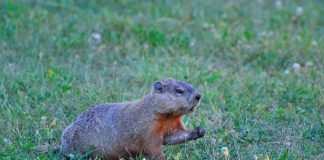 groundhog