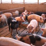 Hard times bring difficult decisions pigs in barn