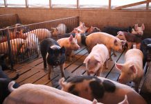 US hog inventory up 3 percent pigs in barn