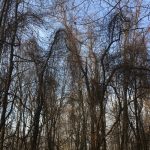 Invasive plant species