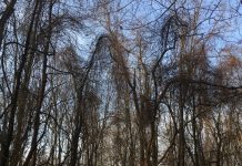 Advice on eliminating invasive plants Invasive plant species