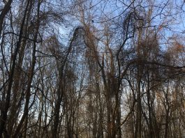 Advice on eliminating invasive plants Invasive plant species