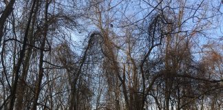 Invasive plant species