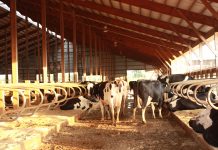Meeting farm friends brings joy dairy farm