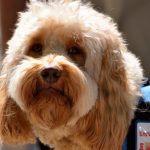 The fine line between service animals and emotional support animals service dog