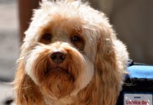 The fine line between service animals and emotional support animals service dog
