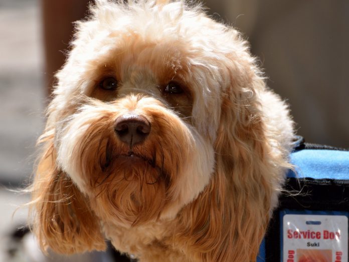 service dog service dog