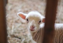 Does seasonal lamb production affect the demand for lamb? lamb