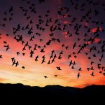 Can we reaffirm our commitment to birds sunset