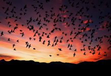 Can we reaffirm our commitment to birds sunset