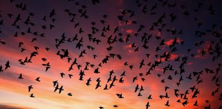 Can we reaffirm our commitment to birds sunset