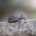 Help slow the spread of the spotted lanternfly Spotted Lanternfly