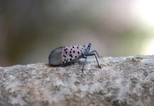 Penn State assembles task force to combat spotted lanternfly Spotted Lanternfly
