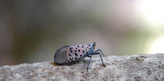 Spotted lanternfly found in another W.Va. county Spotted Lanternfly