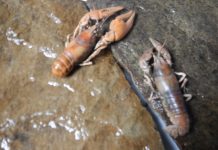 Scenic Rivers staff improve water quality sampling Crayfish