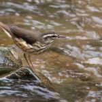 Wildlife studies provide food for thought waterthrush