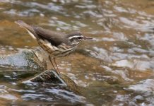 Wildlife studies provide food for thought waterthrush